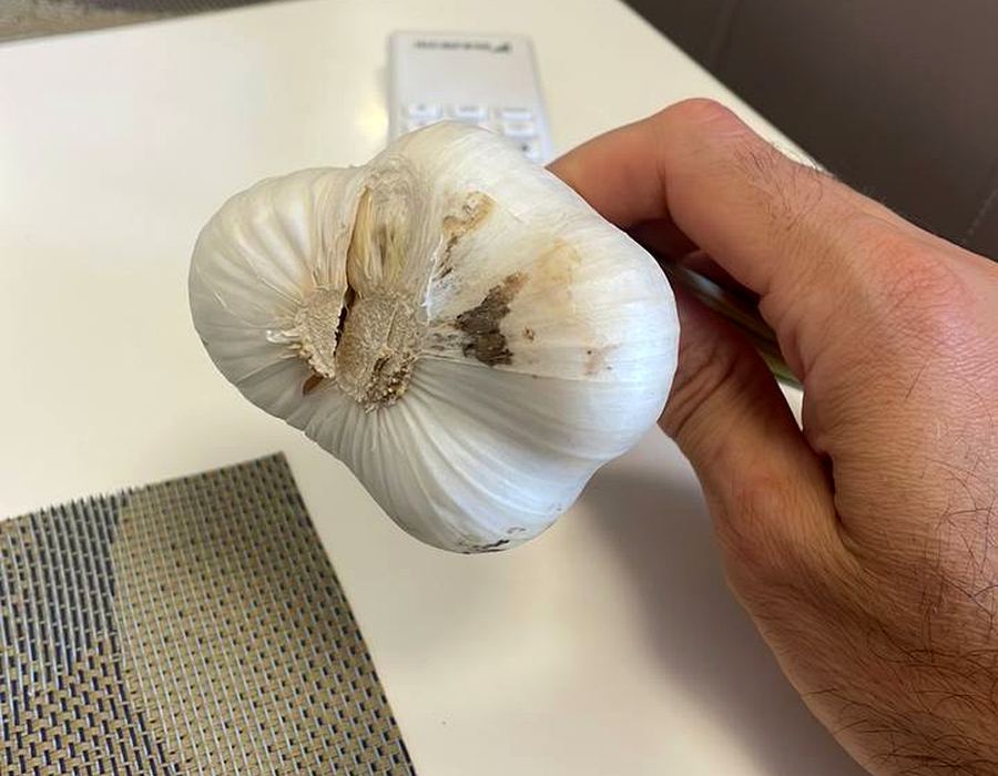Domaći jesenji beli luk u ruci